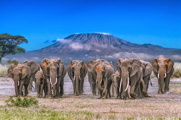 Amboseli National Park