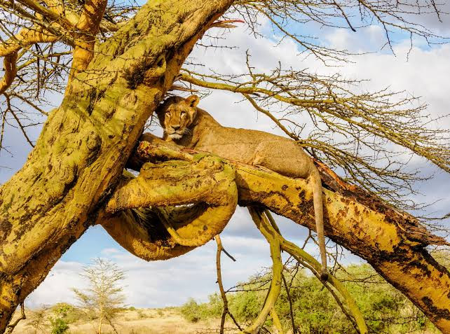 Amboseli and Tsavo