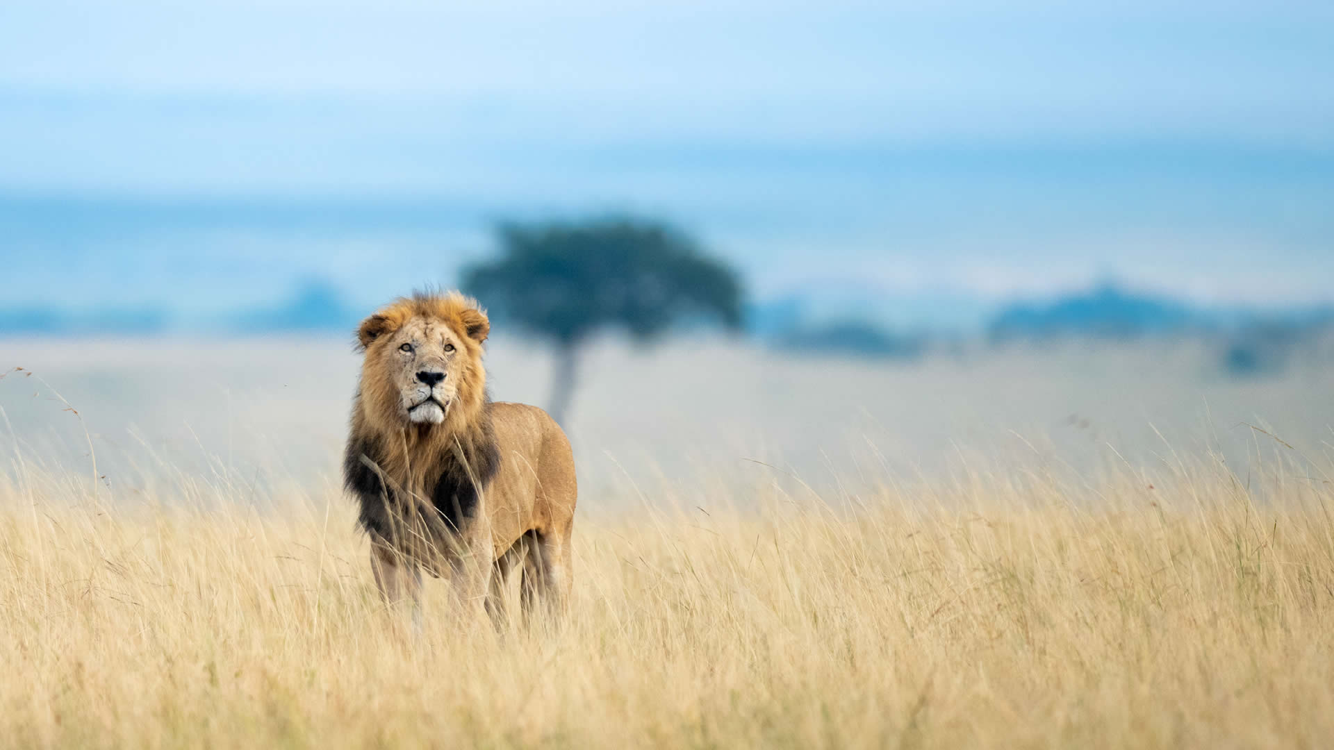 Maasai Mara National Reserve