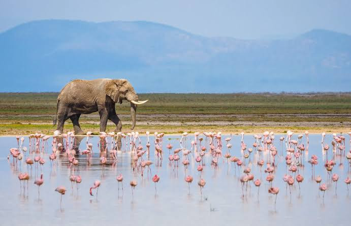 Lake Nakuru and Naivasha