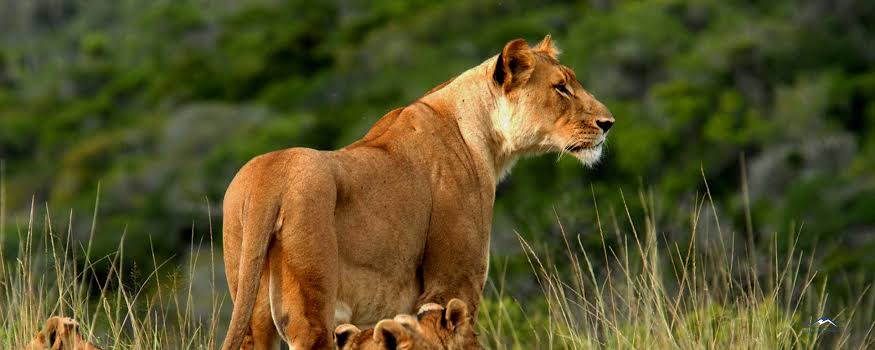 Tsavo West